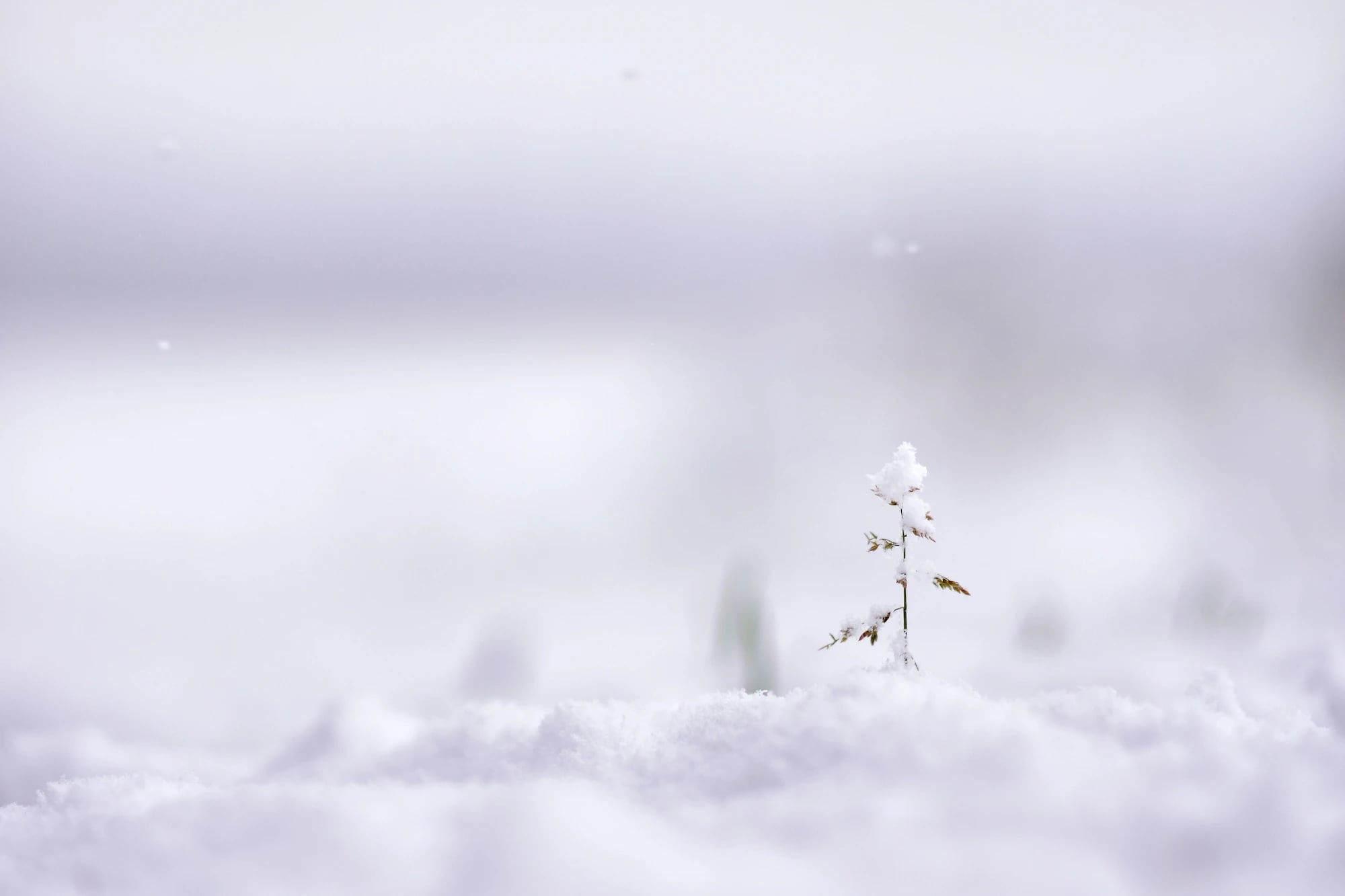 A delicate plant capped with snow in a quiet Lapland landscape