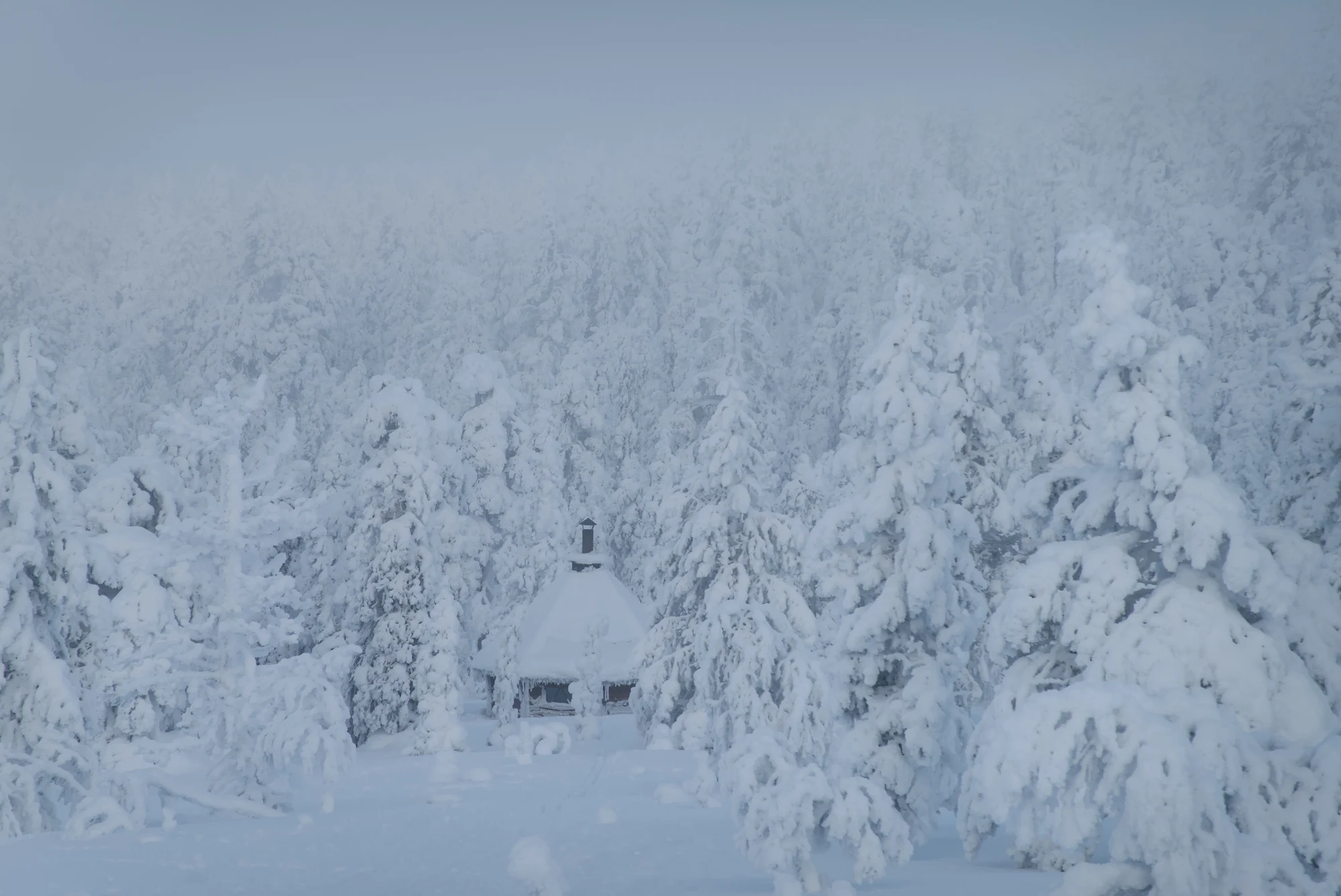Small-group snowshoeing and skiing in the forests of Ylläs, Finnish Lapland